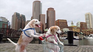 สุนัขพาสุนัขไปลงคะแนนเสียงในรถเข็น สุนัขตลก Maymo และ Penny Shopping Cart การโหวตการผจญภัย