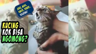 LUCU BANGET!! Lagi Dimandiin, Si Kucing Manggil  Agus & Joko Buat Minta Tolong! Video Kucing Ngomong