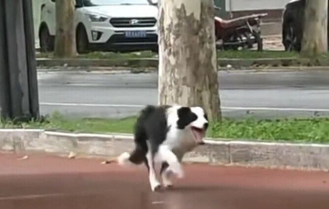 The dog won your heart, but you’ve made the dog owner wary.