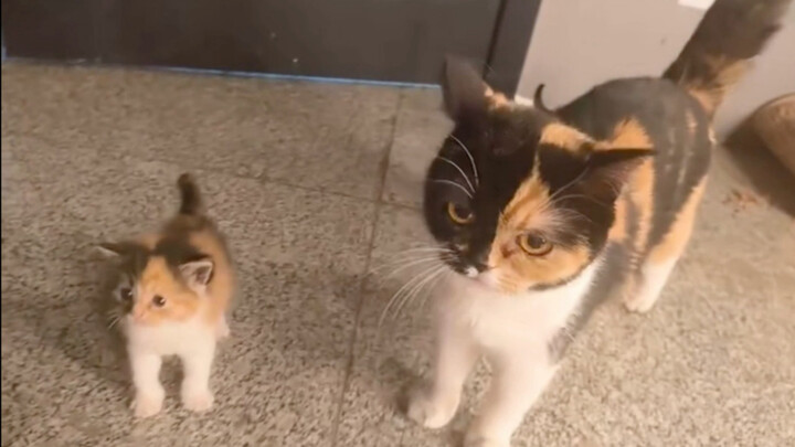 You can tell this cat is a real sibling!