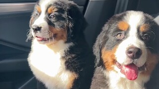 Anjing Bernese Mountain Anak anjing Bernese Mountain Dog selalu memperhatikan anak anjing Anda, jadi