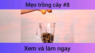 Mẹo trồng cây p8