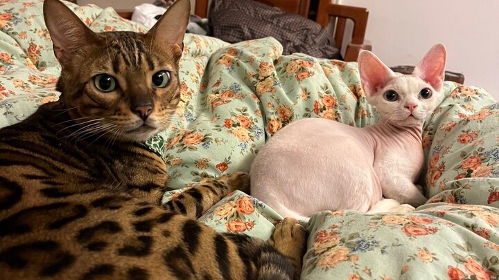 26 tuổi, năm thứ ba kể từ khi từ một người bình thường trở thành streamer rượu, tôi đã kiếm được bao