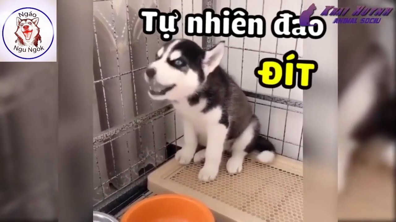 Khi chó mèo biết nói -Husky đại ngáo - Bilibili