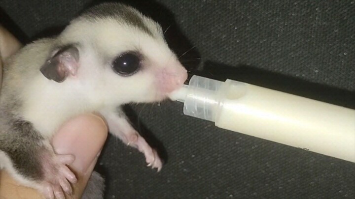 Waktunya Minum Susu #SugarGlider #AnimalFunny #SugarGliderlucu