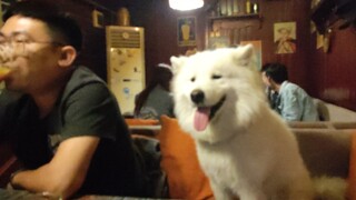 "A puppy won't hate you for locking it out of the room for ten minutes or two hours. The puppy only 