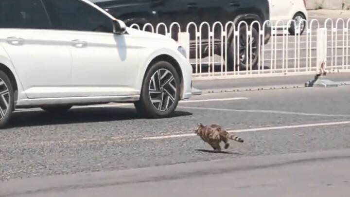 Code Creature crawls under the car again.