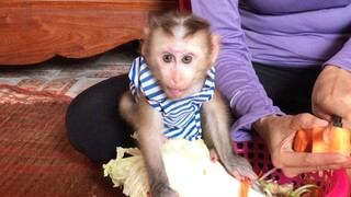 Mino monkey help mom cooking