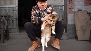 闯祸猫