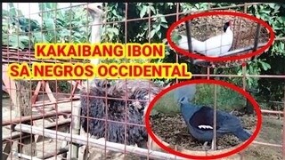 IBON MULA SA IBANG BANSA #birds  #IBON #KAKAIBANGIBON