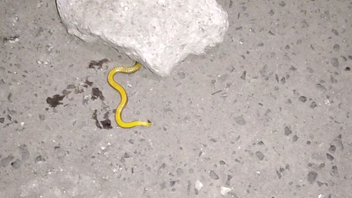 snake or worm?