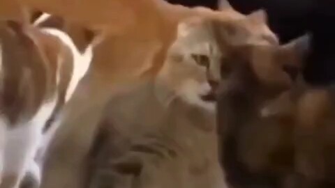 Cat: Oh no, I’m a stray now!