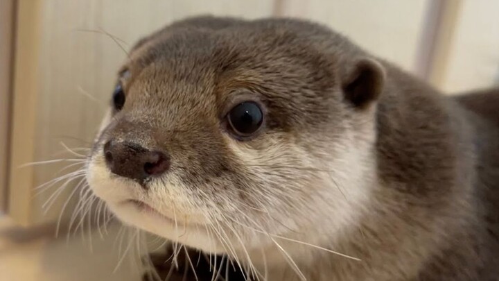 Setelah bertahun-tahun merawat berang-berang air, akhirnya aku bisa berbicara bahasa berang-berang! 