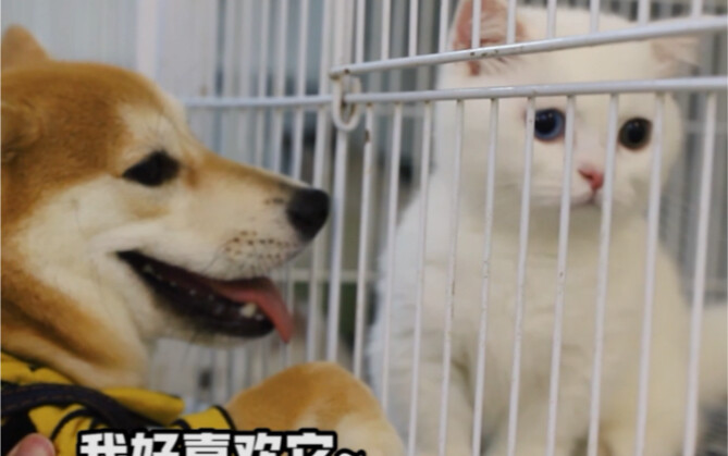 Chai Ke Fu and Sike’s First Encounter – Let the Dog Pick His Own Little Buddy at the Pet Store!
