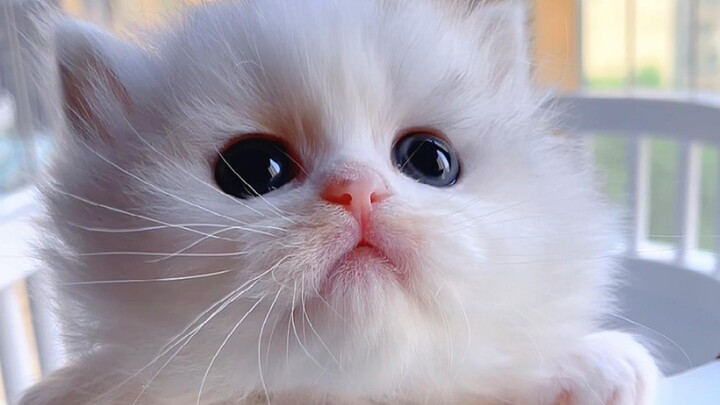 “The little kitten seems to know it’s super cute.”