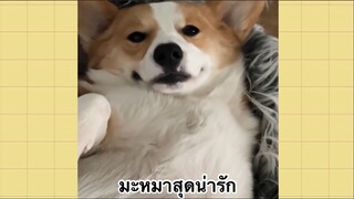 เพื่อนตัวน้อย สัตว์เลี้ยงแสนซน : มะหมาสุดน่ารัก