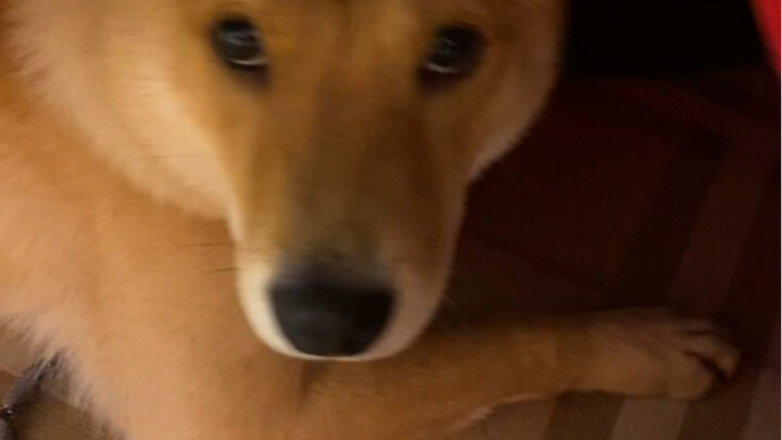 Chó con ngoan nhà ai ngủ đến chiều mới dậy!