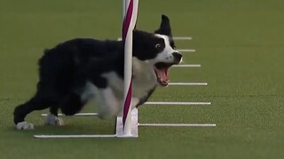 Huskies và Border Collies tham gia các cuộc thi chó nhanh nhẹn, với hai phong cách hoàn toàn khác nh