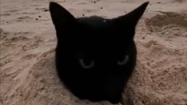 The cat's natural enemy is the dog