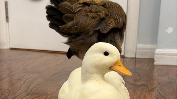 Easygoing: That year, I held my head with both hands, beaten so badly I didn't know how to fight bac