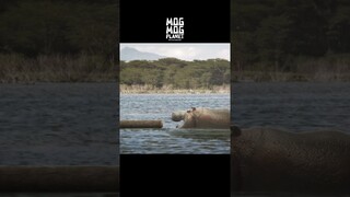 Hippopotamus - MOGMOG PLANET Observation Diary | It's Anime #shorts #anime #animals