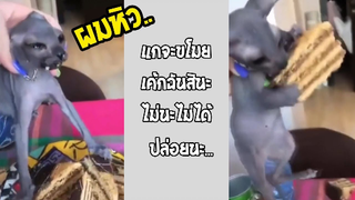รวมคลิปตลกๆ : เเมวก็โมโหหิวเป็นนะ!!