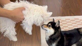 曼玉有弟弟啦！