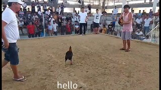 4x Winner Henny kanan tari partida🖤🐓