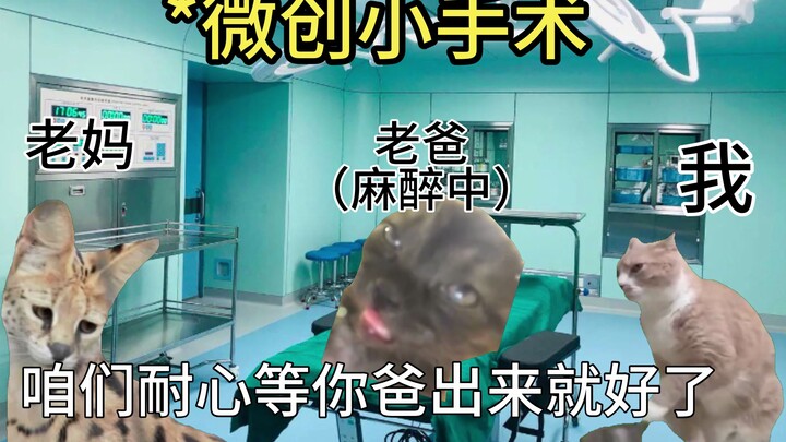 【猫meme】各位，请允许我向你们介绍我的父亲