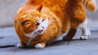 Papapi is feeling itchy, and after a full-body massage session, he let out a cute, high-pitched soun