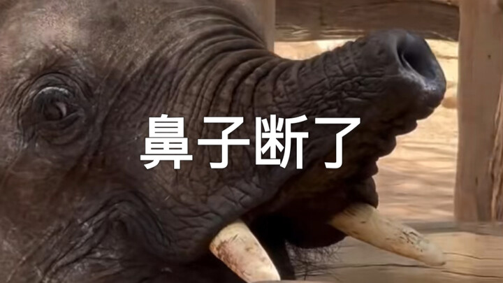 Hươu con rất kiên cường 👏👏👏