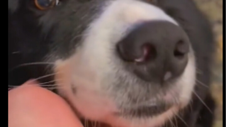 ضع يدك أمام الكلب وانظر كيف سيكون رد فعلهم