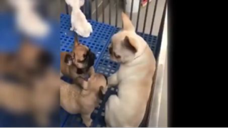 Khoảnh khắc đáng yêu của mều và đồng bọn P.7 <3
