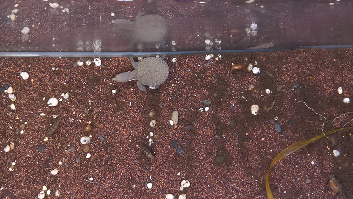 Animal | A Small Turtle I Found In The Wetland Park