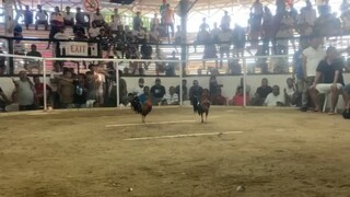 4th fyt Lose, road 2 champion sana @ 5 cock/stag Mati Dec.Derby2023