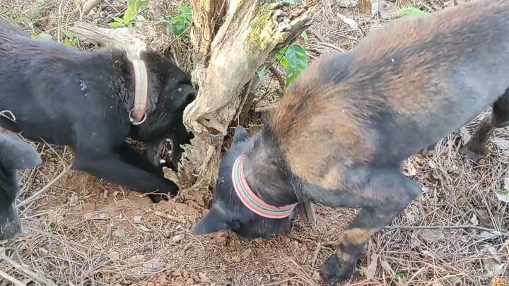 [Animals]Three dogs digging to eat mice