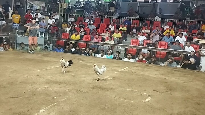 2x winner white