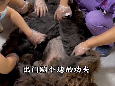 Saving a 14-Year-Old Tibetan Mastiff