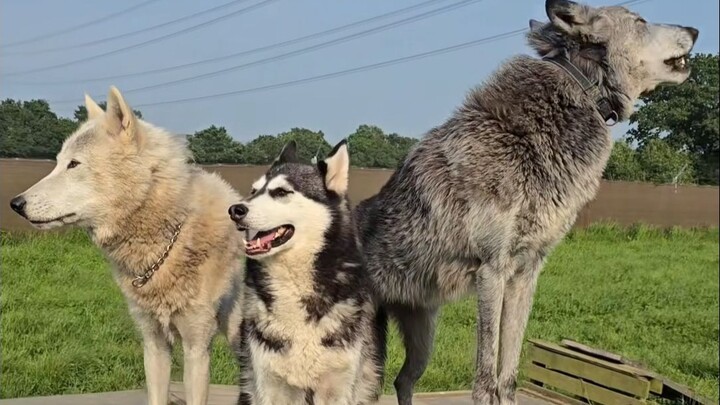 当哈士奇混入两狼之中
