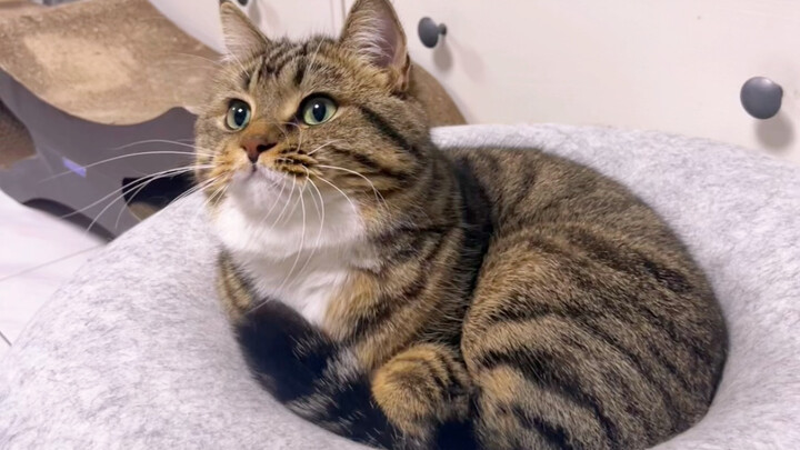 หางเล็กที่ตบจังหวะเก่งที่สุด