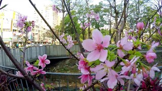 Hidden beauty of cherry blossom(2).
