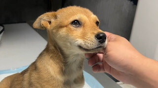หลังจากอาการบาดเจ็บของ Shenniu Puppy ค่าตัวของเขาก็พุ่งสูงขึ้นอีกครั้ง!