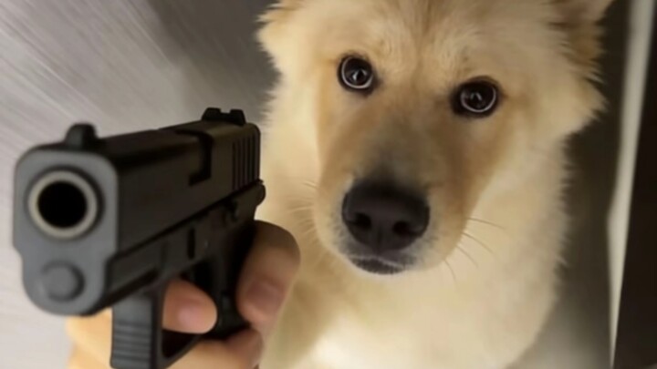 Dog: So you’re pretending to be my mom?