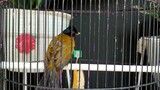 Burung Kutilang Emas| Suara Mewah Emas