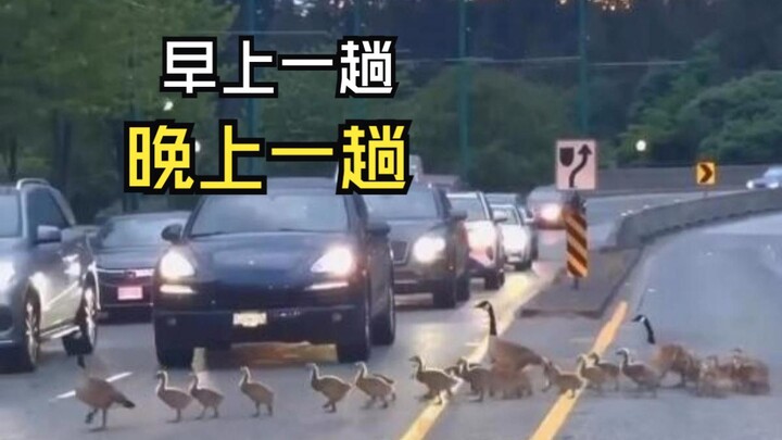 Such delightful animal videos!