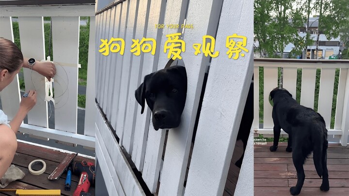 เจาะรูเล็กๆ บนรั้วให้น้องหมาที่บ้านหน่อย