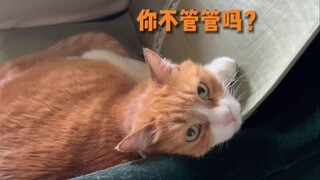 Một hình minh họa đã khơi mào cuộc săn mèo...