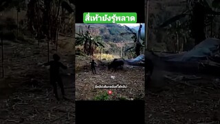 สี่เท้ายังรู้พลาด