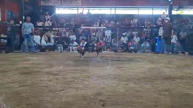 BBC.. 3HITS CHAMPION