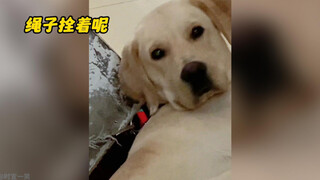 狗狗与人类无障碍沟通